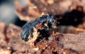 Mountain pine beetles