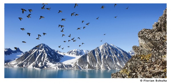 Huge colonies of Little Auk are found in the fjords of Svalbard. They are nesting in little cavities in the steep rocky cliffs. West coast of Svalbard, European Arctic. Image by Florian Schultz