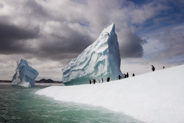 Antartica Icebergs and Penguins, 2006.  (Photograph by Carter Brooks)