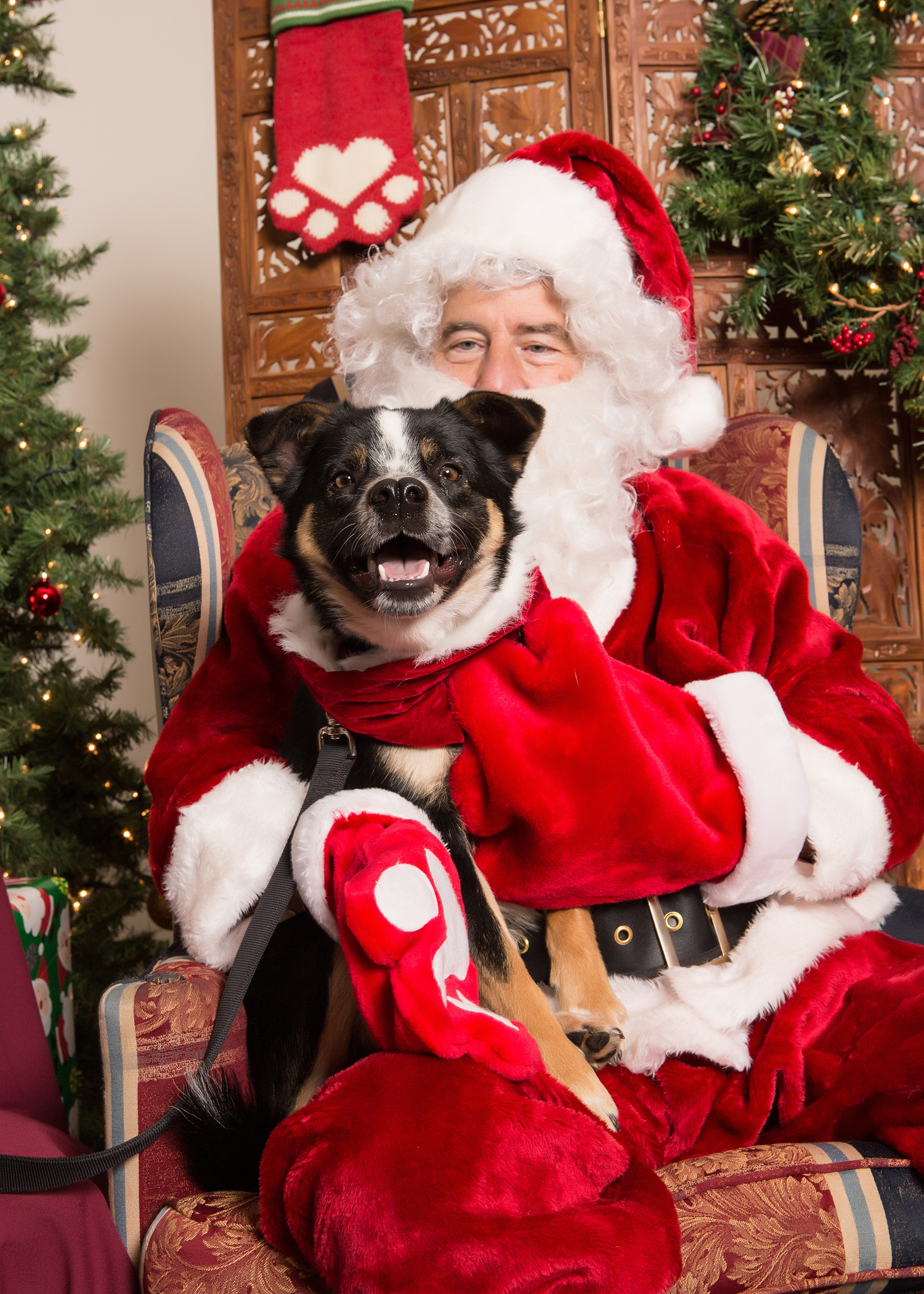 Santa hopes to fulfill Pumba's wish for a forever home