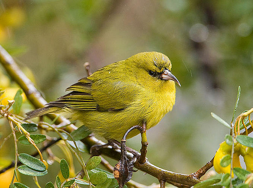 Telluride Inside... and Out | EARTH MATTERS: HAWAIIAN FOREST BIRDS IN PERIL