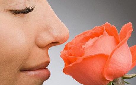 What triggers our sense of smell?, image by Source/Corbis